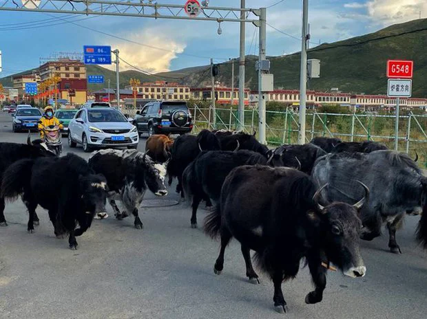 Chuyện nghề giao hàng trên cao nguyên cao nhất thế giới 3